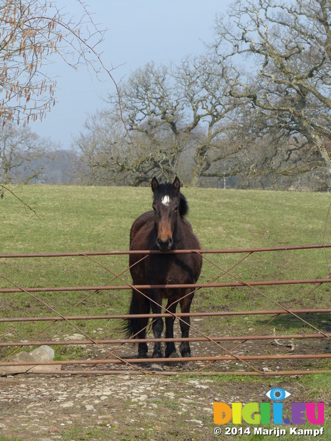 FZ004242 Horse waiting at fence